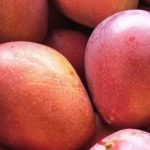 台湾の人気フルーツ、アップルマンゴー（爱文芒果）